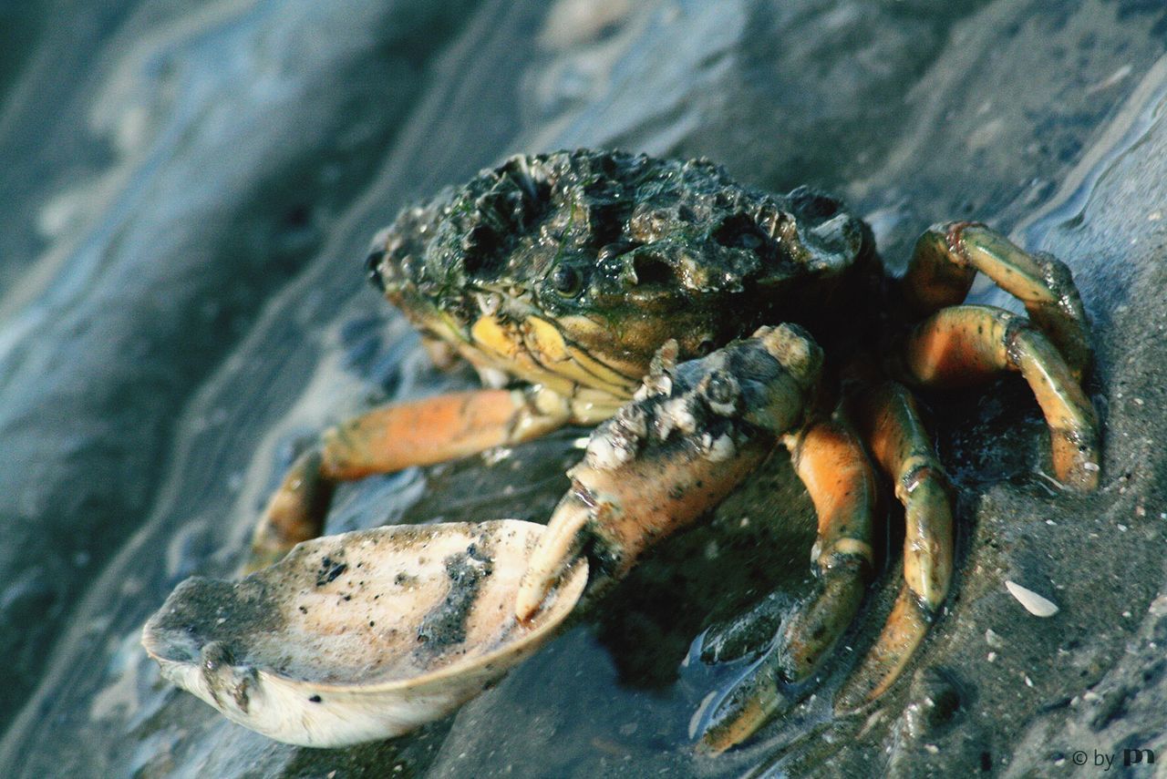 Close-up of turtle in water