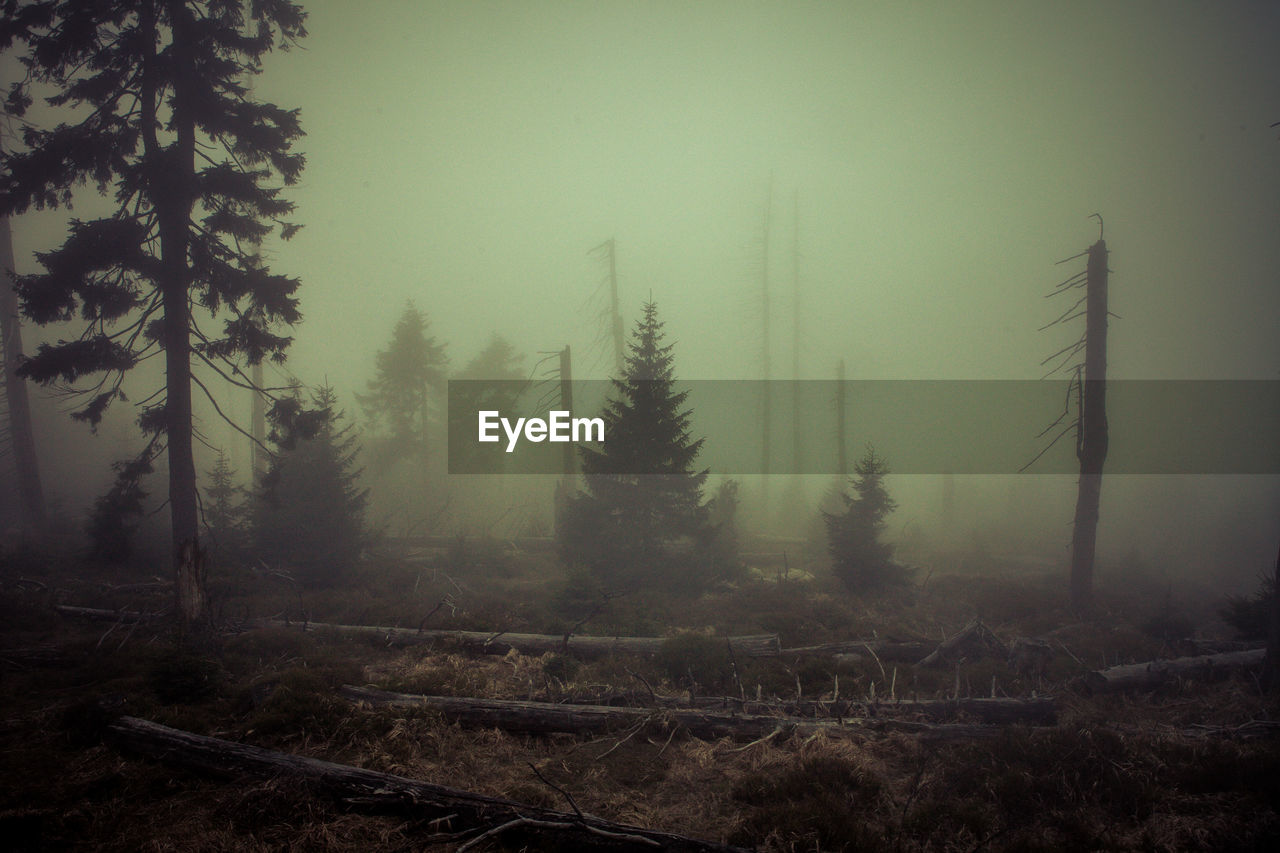 Trees in mystical forest against sky