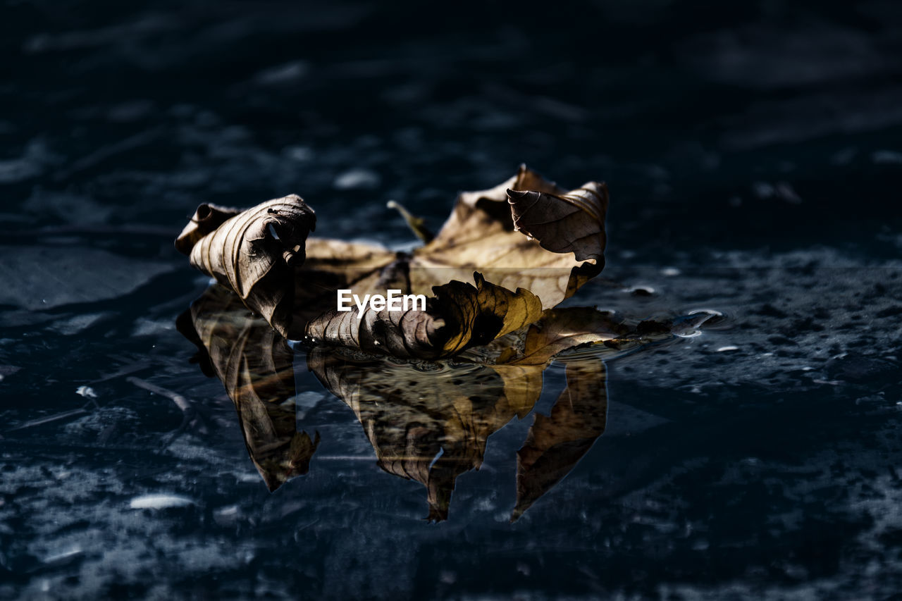 Close-up of leaves floating on water