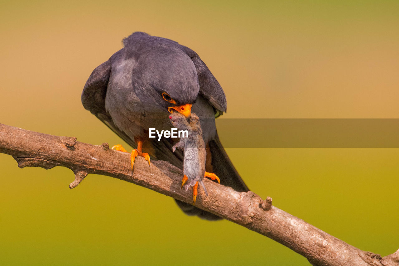 BIRD PERCHING ON A BRANCH