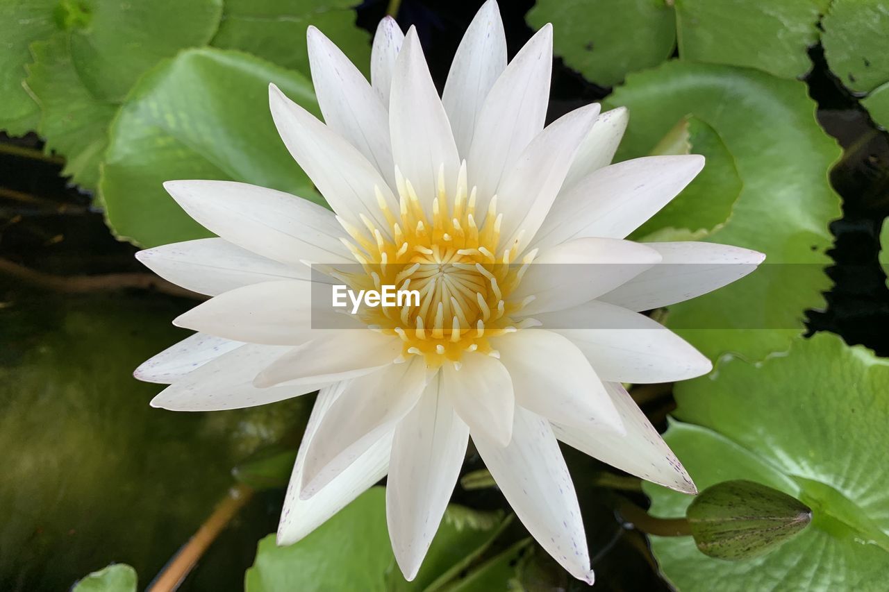flower, flowering plant, plant, freshness, beauty in nature, leaf, water lily, plant part, petal, flower head, inflorescence, nature, water, close-up, fragility, growth, white, pond, aquatic plant, pollen, lotus water lily, lily, green, no people, macro photography, blossom, botany, outdoors, springtime, proteales, day