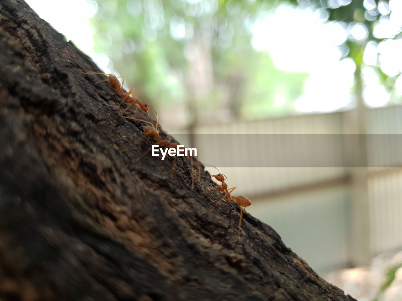 CLOSE-UP OF A INSECT ON TREE TRUNK