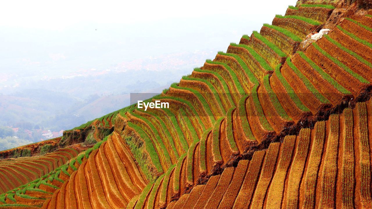 Scenic view of terraced field against sky