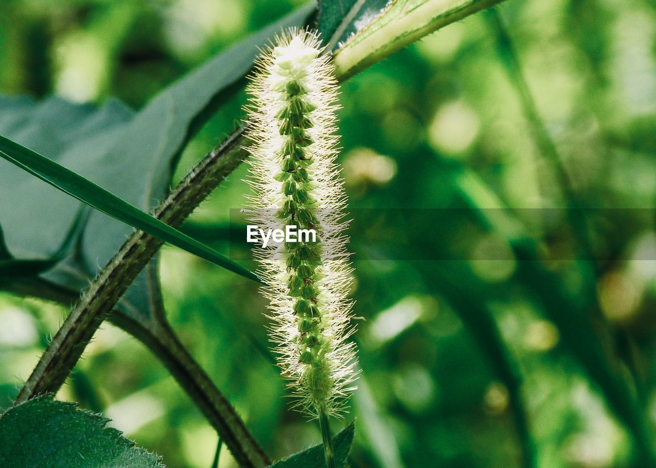 Close-up of flowering plant against blurred background