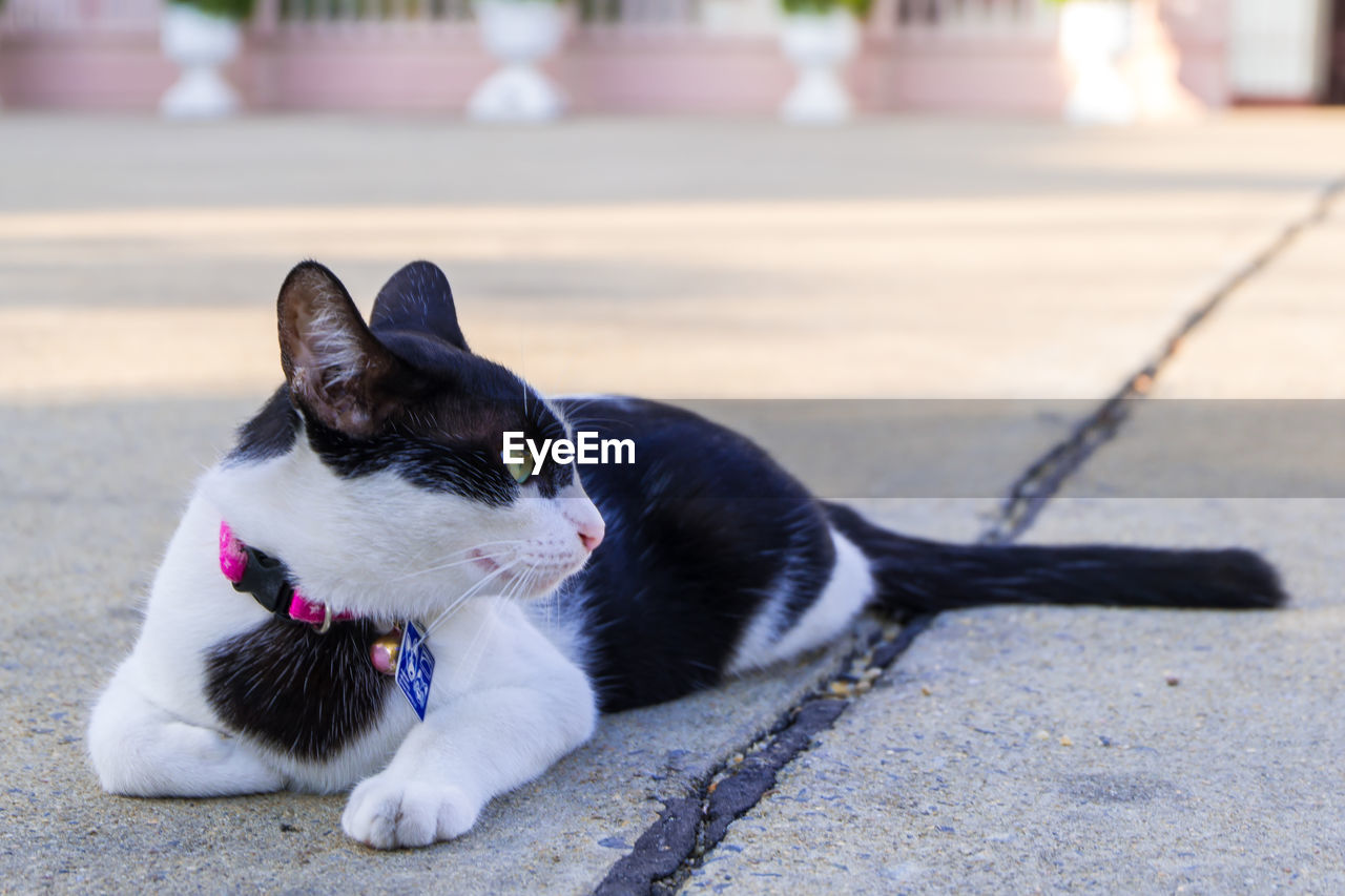 Cat looking away while lying on footpath