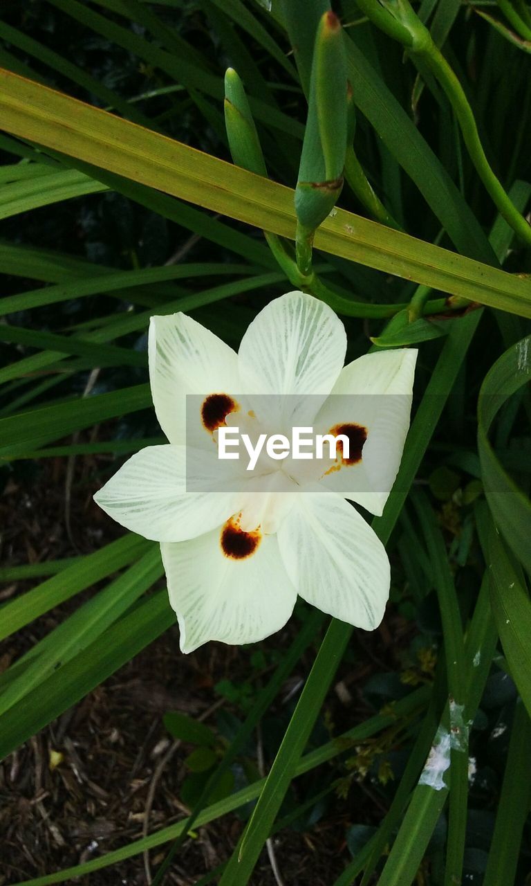 CLOSE-UP OF WHITE FLOWERS BLOOMING OUTDOORS