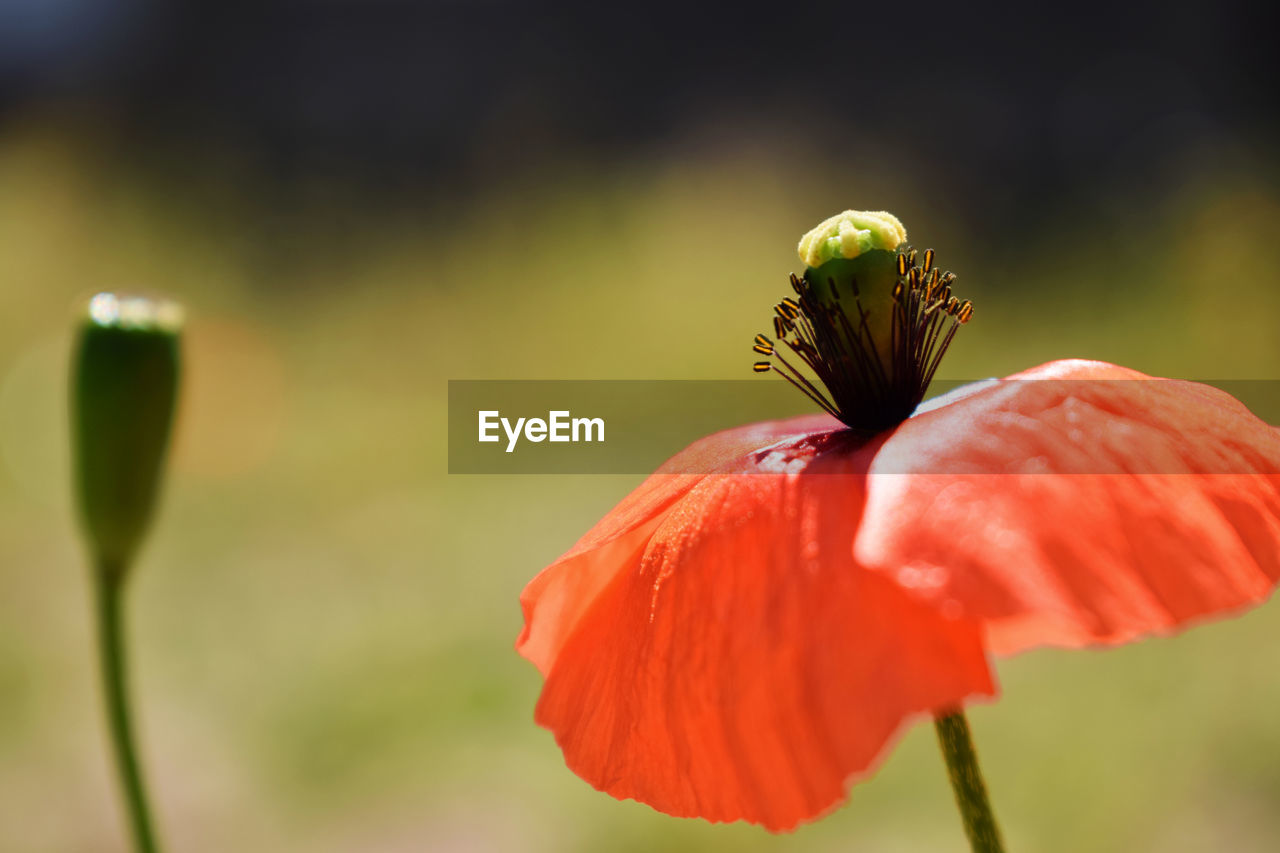 Poppies life's Beauty In Nature Blooming Close-up Day Day Lily Flower Flower Head Focus On Foreground Fragility Freshness Growth Hibiscus Nature No People Outdoors Petal Plant Poppy Red Springtime Stamen