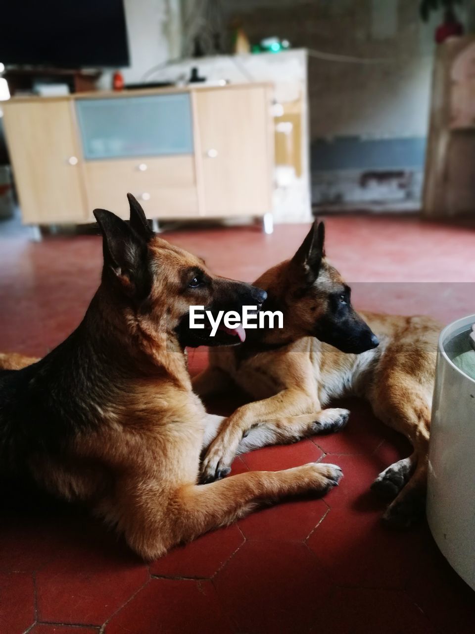 CLOSE-UP OF DOG SITTING IN KITCHEN