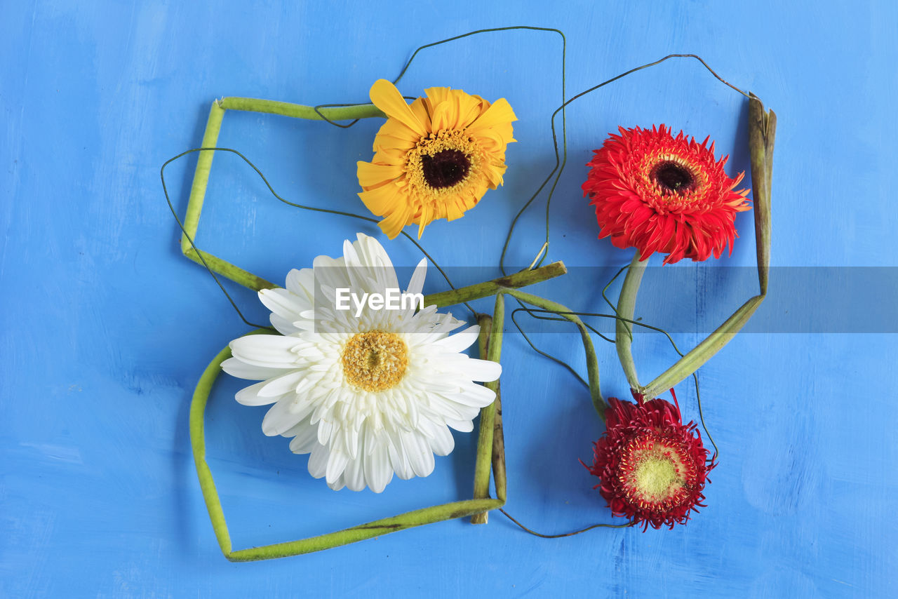 CLOSE-UP OF FLOWERING PLANT ON TABLE