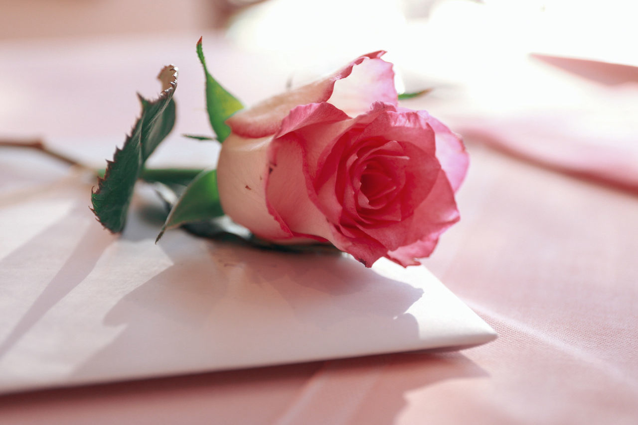 Close-up of pink rose on table