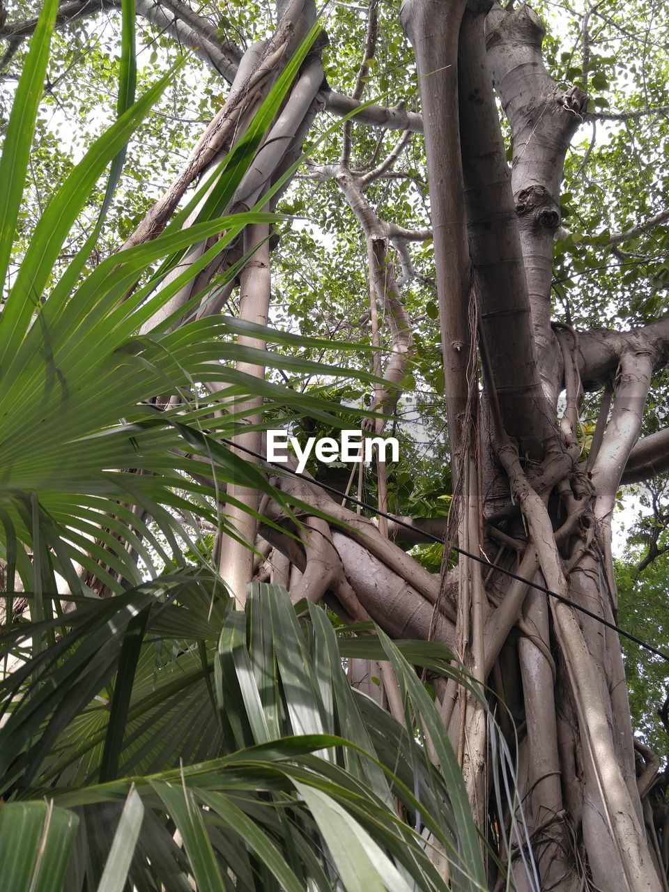 Low angle view of tree against sky