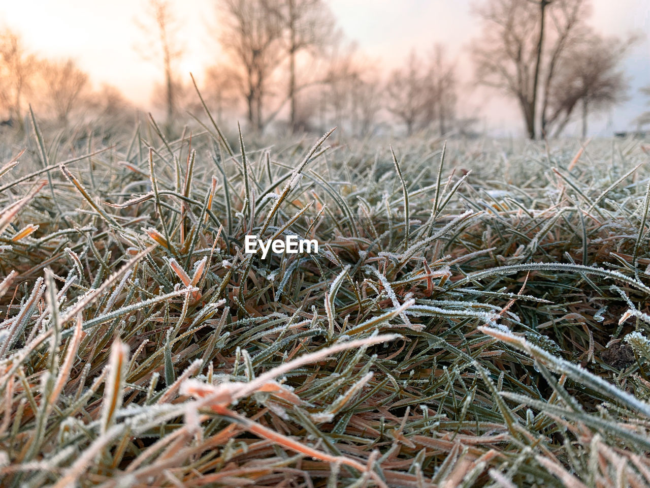 frost, plant, winter, grass, cold temperature, nature, tree, branch, snow, environment, land, landscape, tranquility, beauty in nature, frozen, no people, sky, field, day, growth, ice, leaf, outdoors, twig, close-up, dry, non-urban scene, scenics - nature, focus on foreground, forest, pinaceae, freezing, rural scene, selective focus, tranquil scene, agriculture, sunlight, coniferous tree