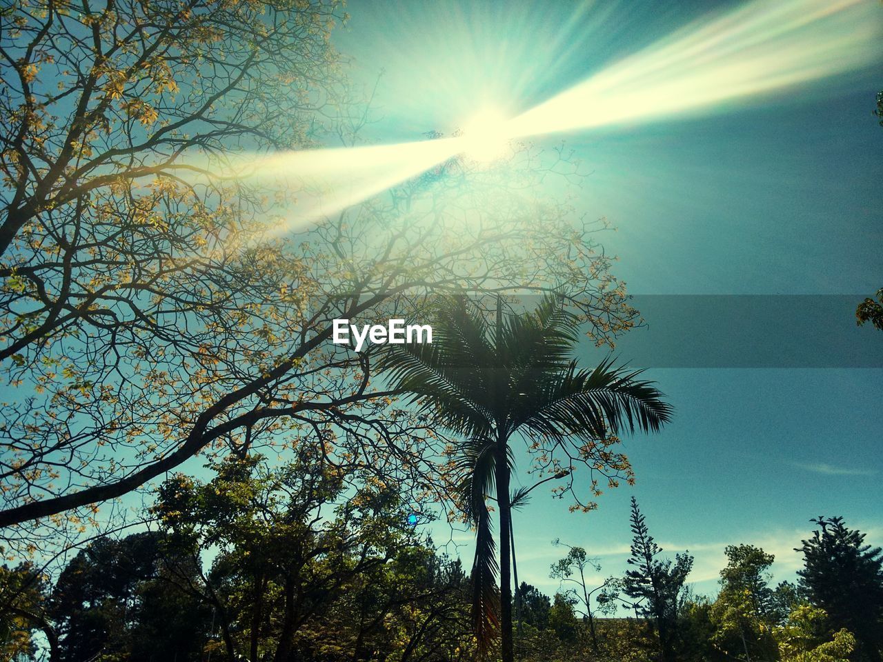 Low angle view of trees on field