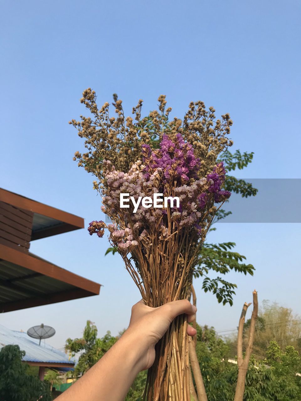 Low angle view of person holding flowering tree against sky