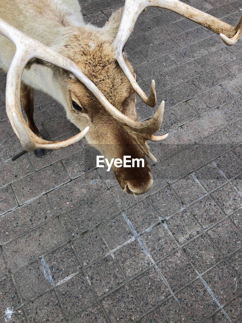 High angle view of raindeer on street