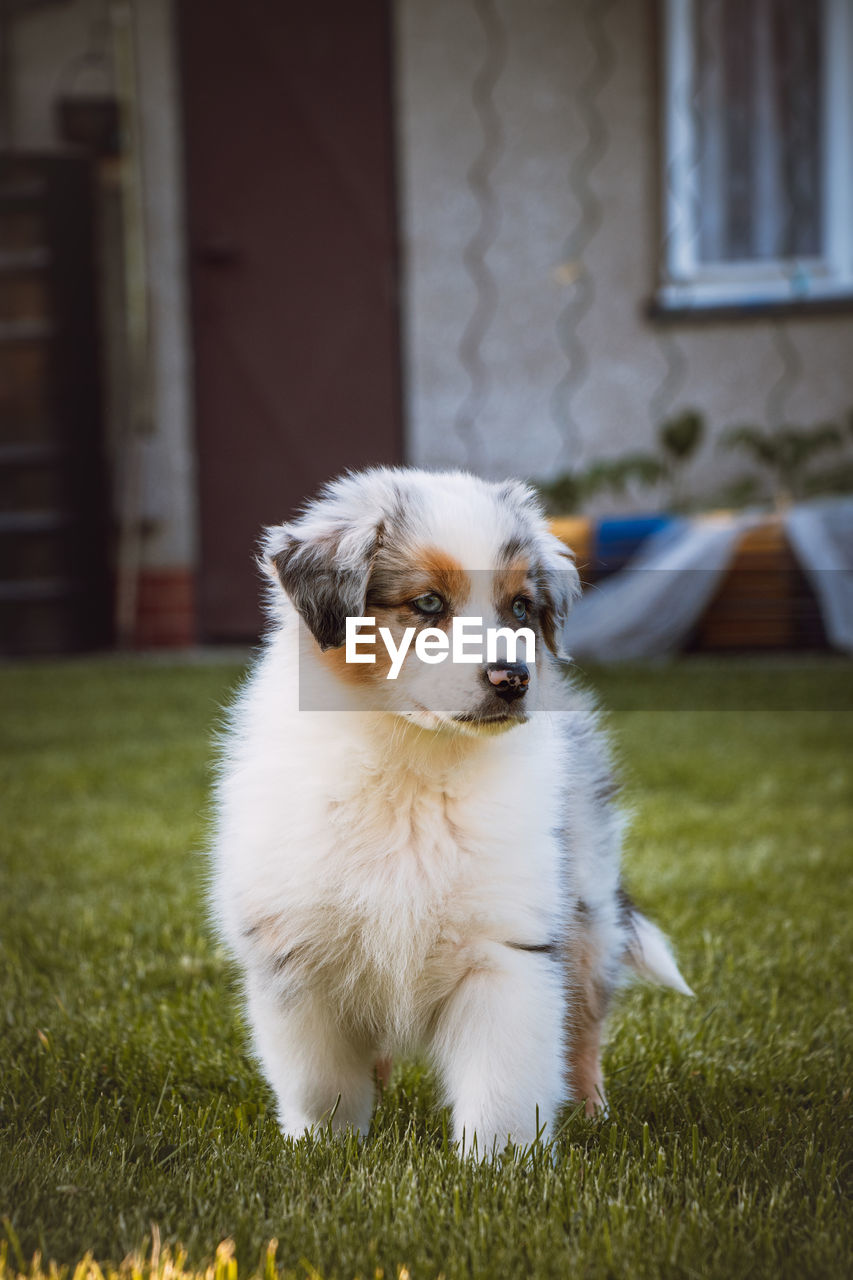 Young australian shepherd dog stands on the grass in the garden and smiles happily