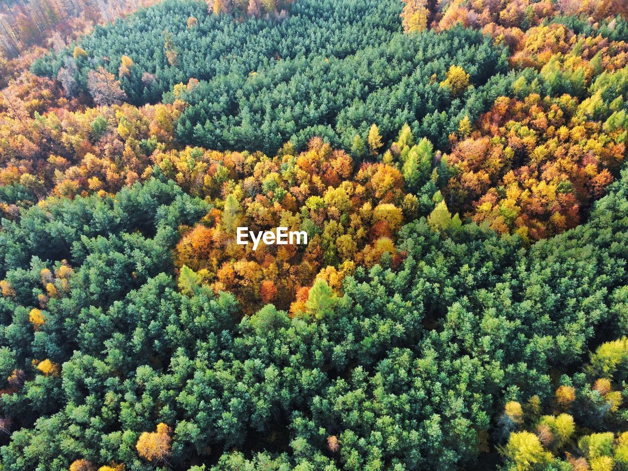 Autumn forest - drone shot