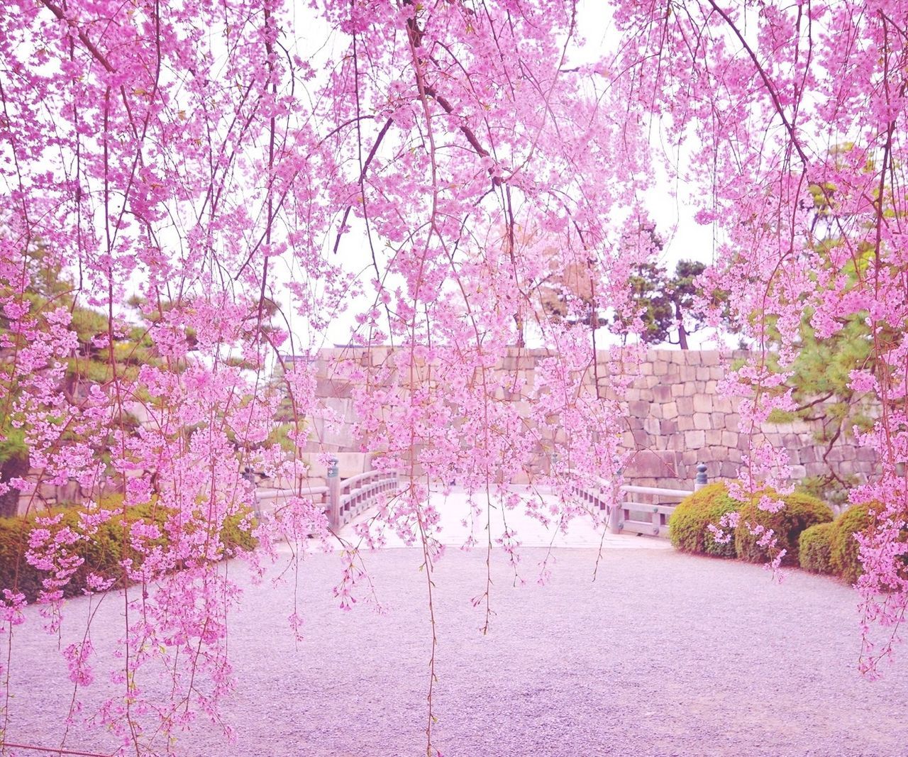 Pink flowers growing on tree