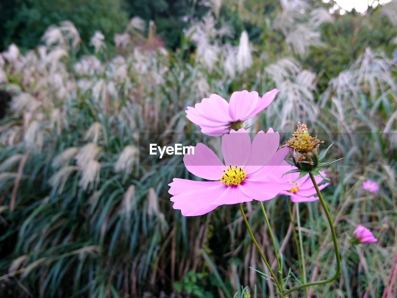 CLOSE-UP OF INSECT ON PINK FLOWER BLOOMING ON FIELD