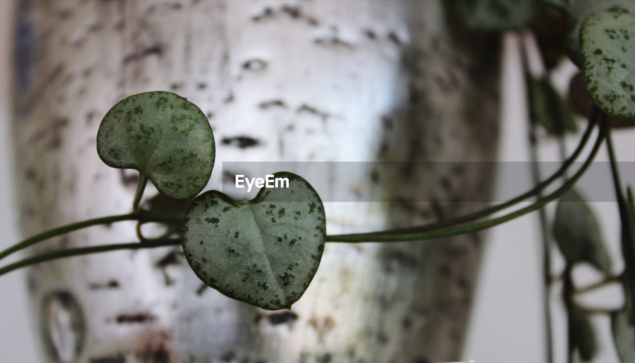 CLOSE-UP OF SUCCULENT PLANT IN HEART SHAPE METAL