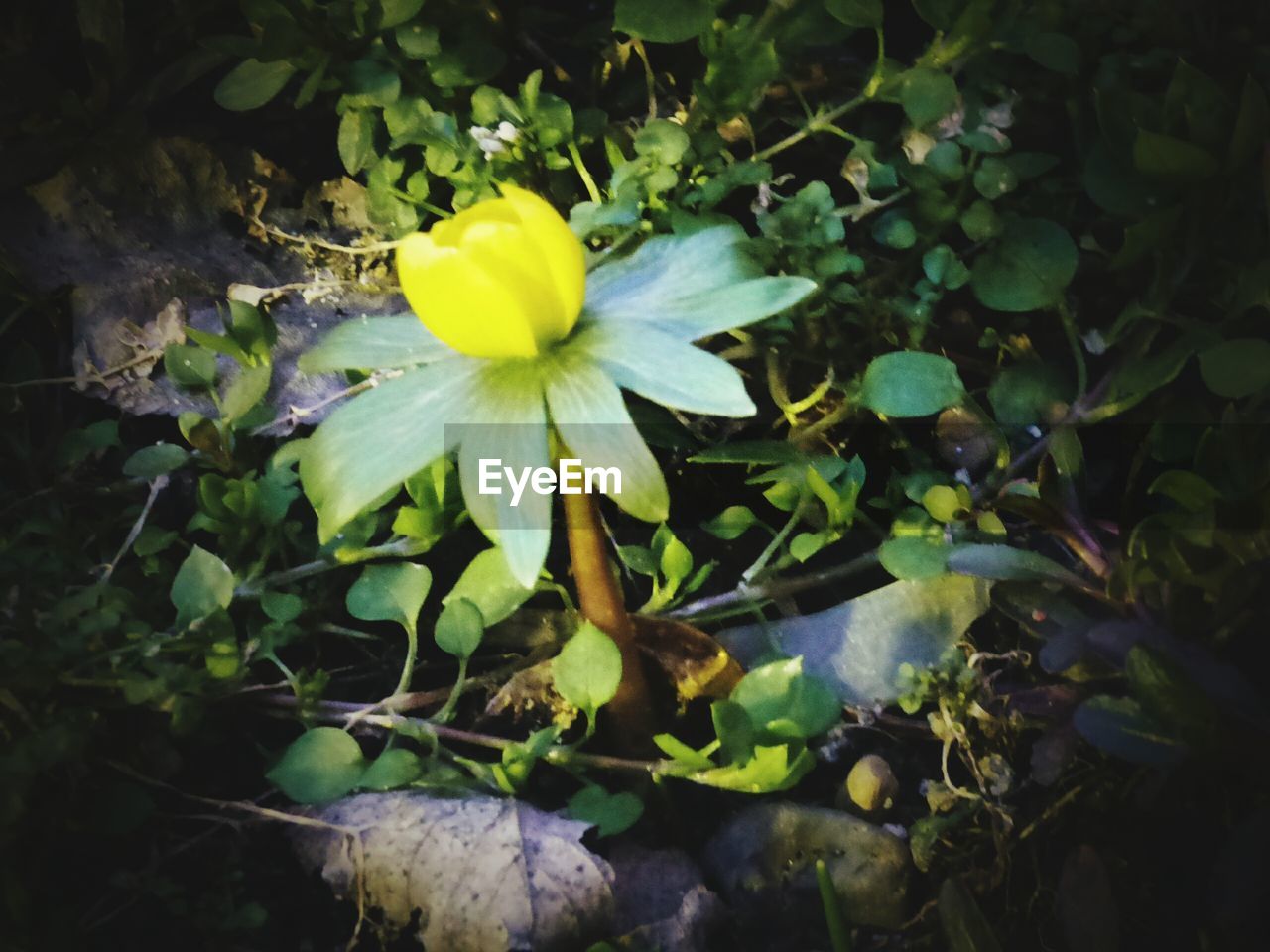 Close-up of white flowers blooming in garden