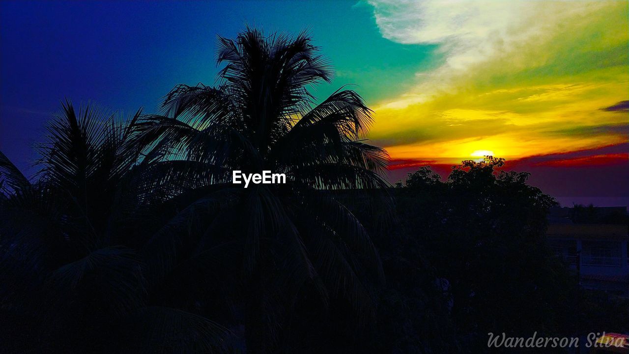 LOW ANGLE VIEW OF SILHOUETTE PALM TREE AGAINST SKY