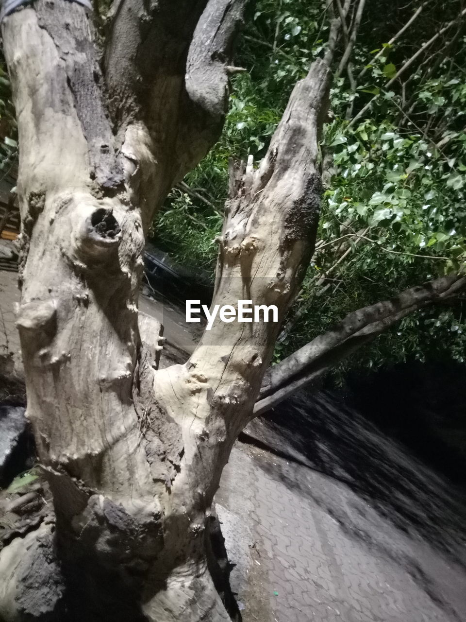 CLOSE-UP OF TREE TRUNKS IN FOREST