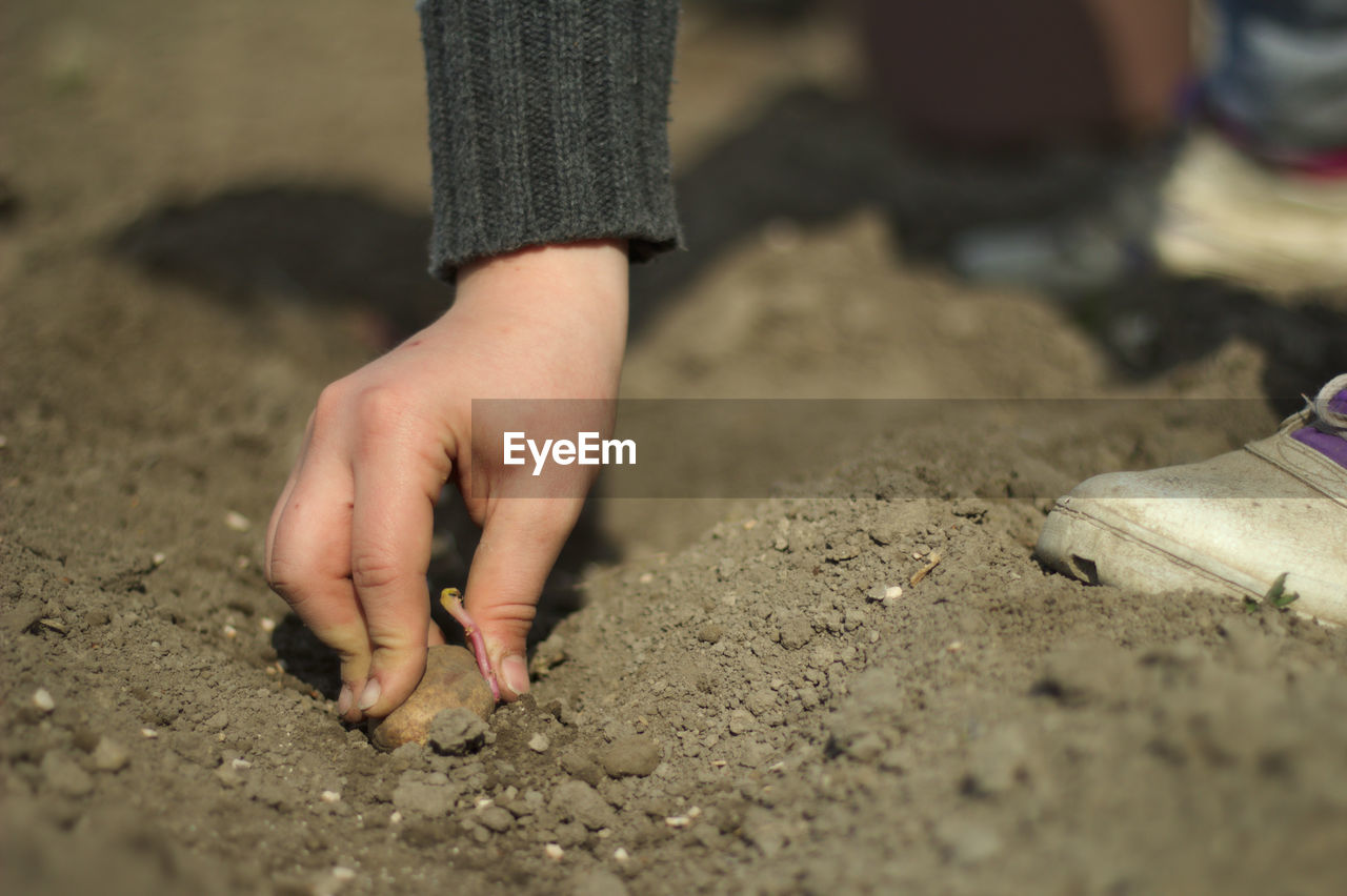 Low section of child sowing seed in soil