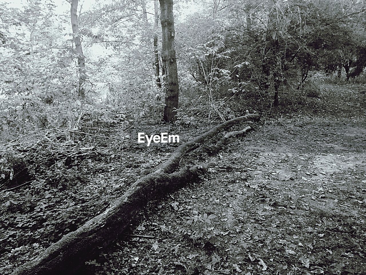 VIEW OF TREE TRUNKS