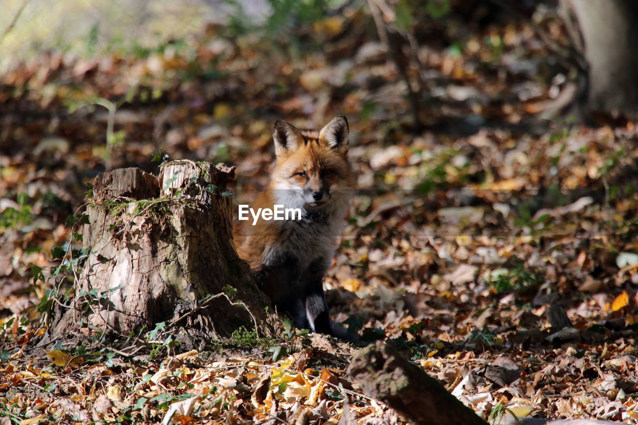 fox standing on field