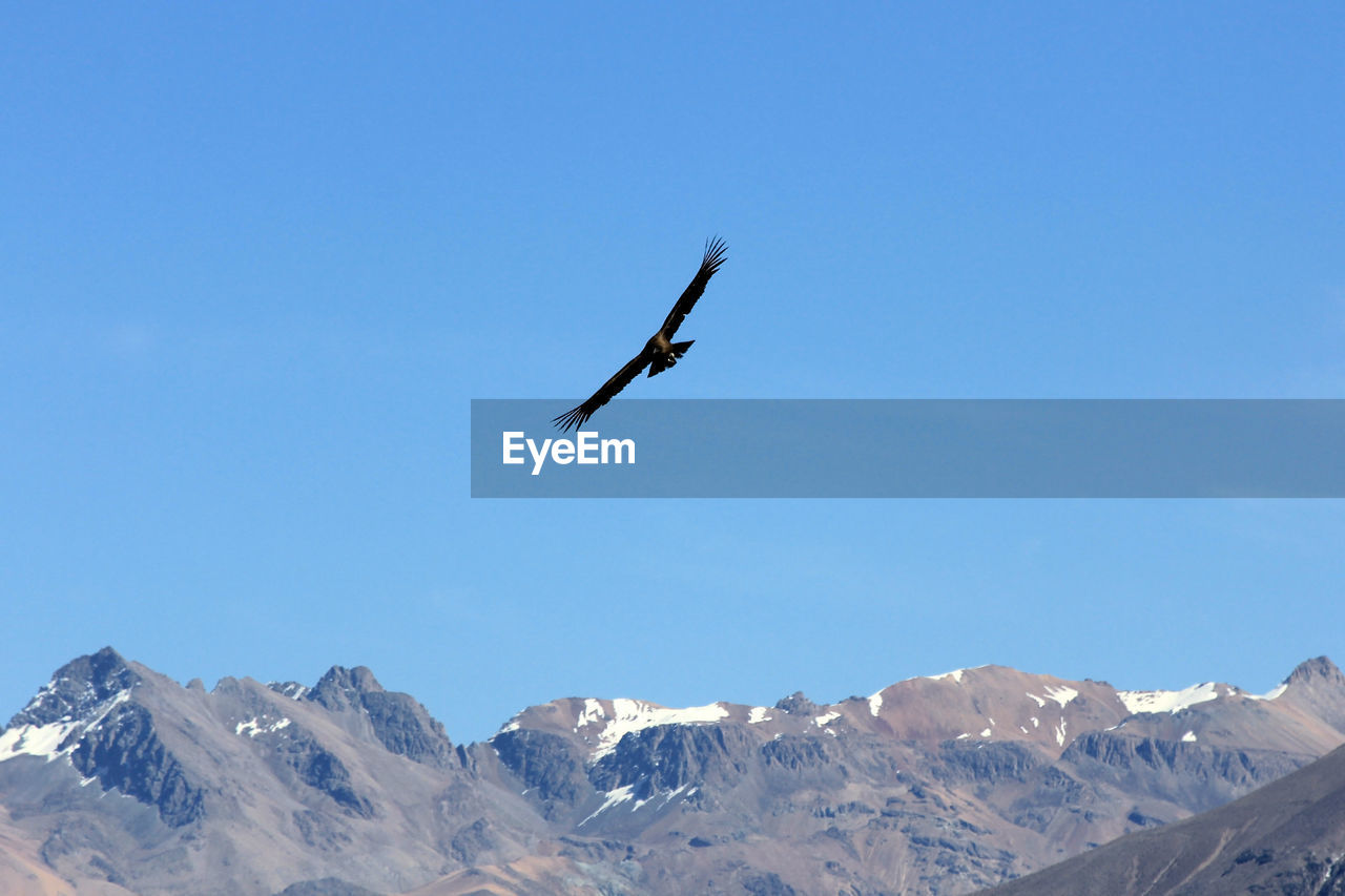 LOW ANGLE VIEW OF BIRD FLYING OVER MOUNTAIN AGAINST CLEAR SKY