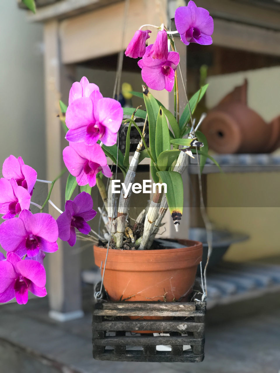 CLOSE-UP OF POTTED PLANT