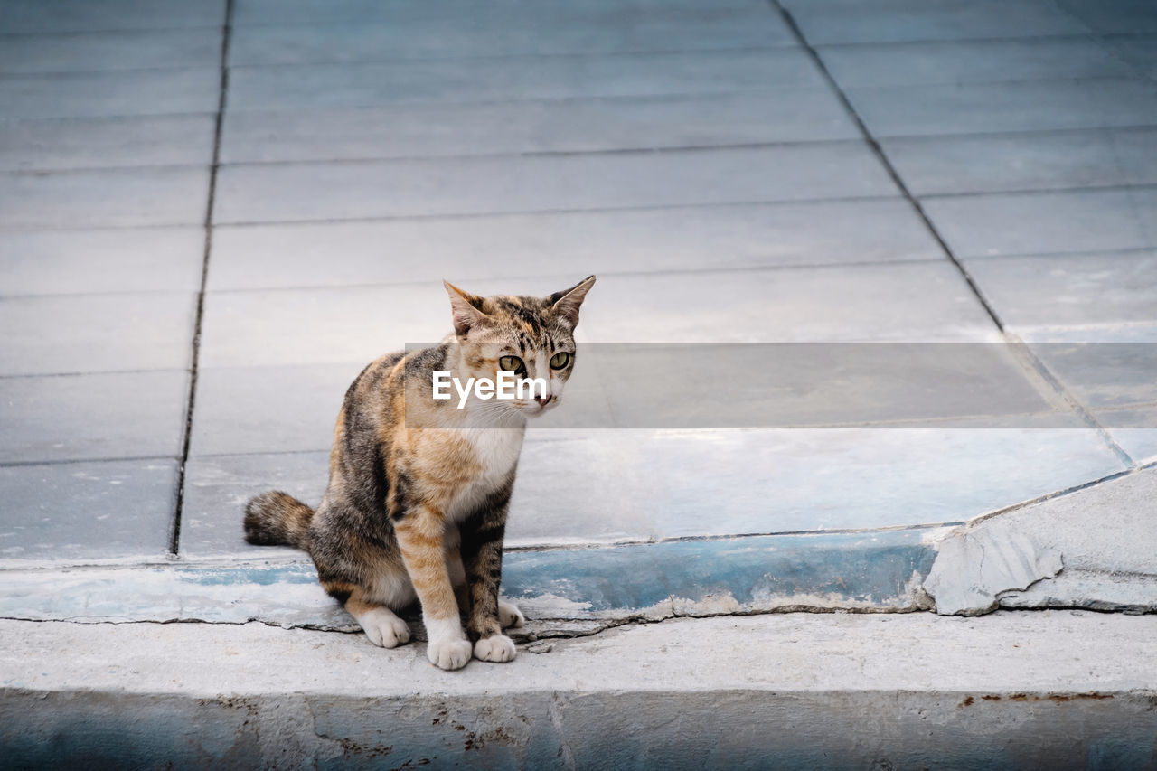 PORTRAIT OF CAT SITTING ON FOOTPATH AGAINST TILED FLOOR