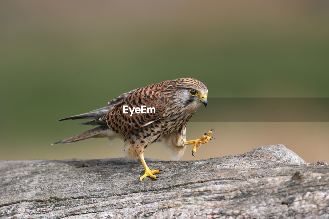 A common kestrel