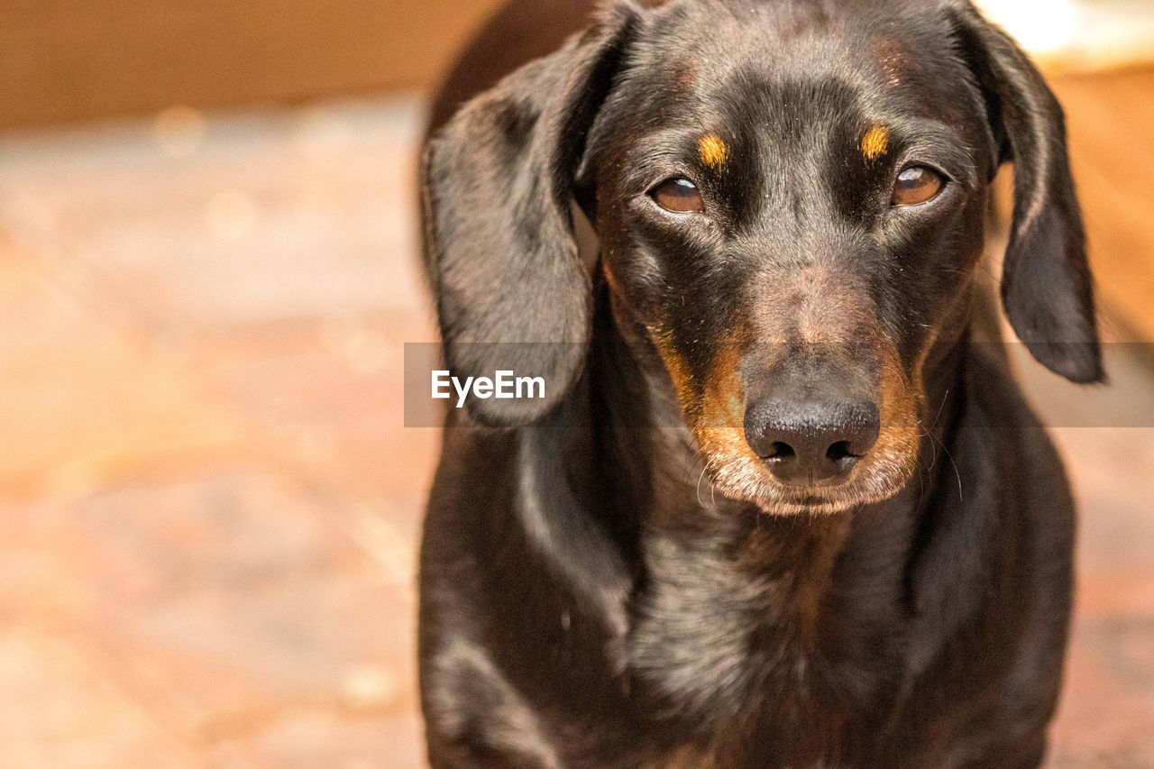 CLOSE-UP PORTRAIT OF DOG