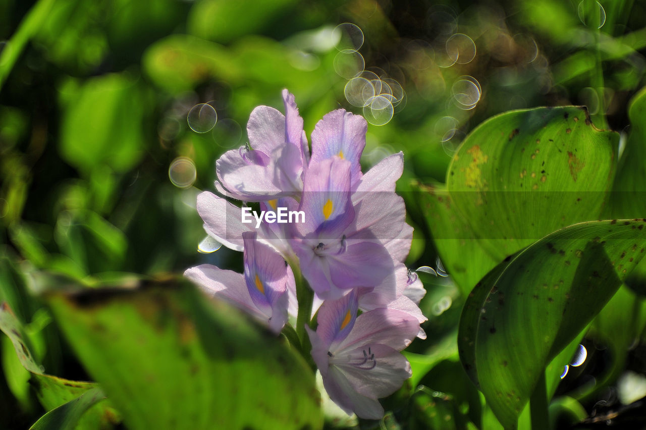 CLOSE-UP OF PURPLE FLOWER PLANT