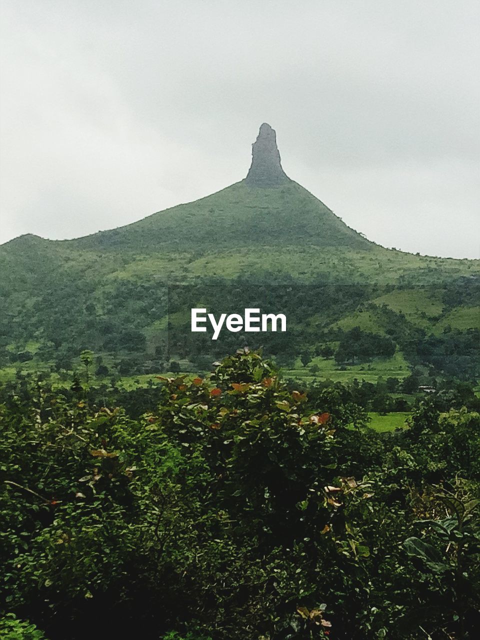 SCENIC VIEW OF TREE MOUNTAINS AGAINST CLEAR SKY