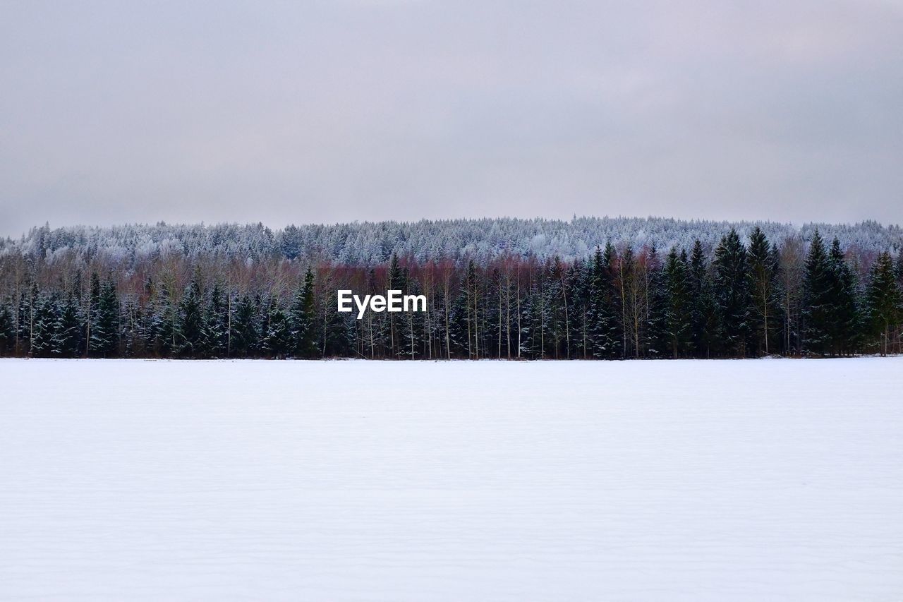 Scenic view of forest against sky during winter