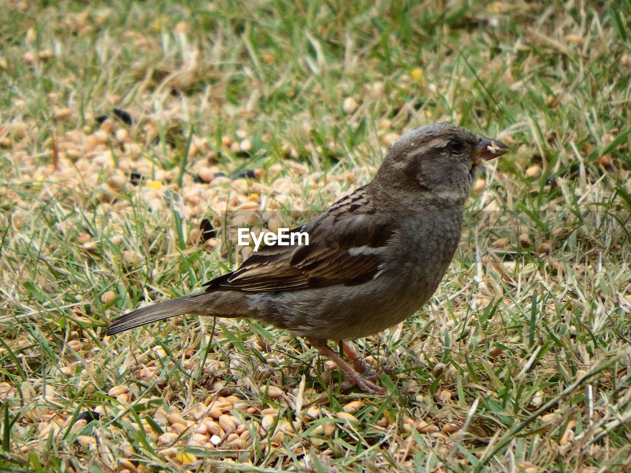 Close-up of bird on grass