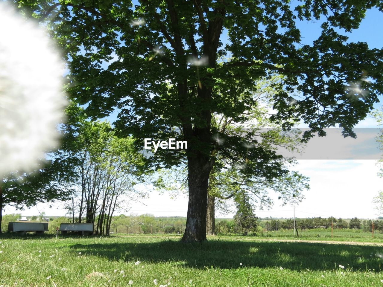 TREES ON GRASSY FIELD