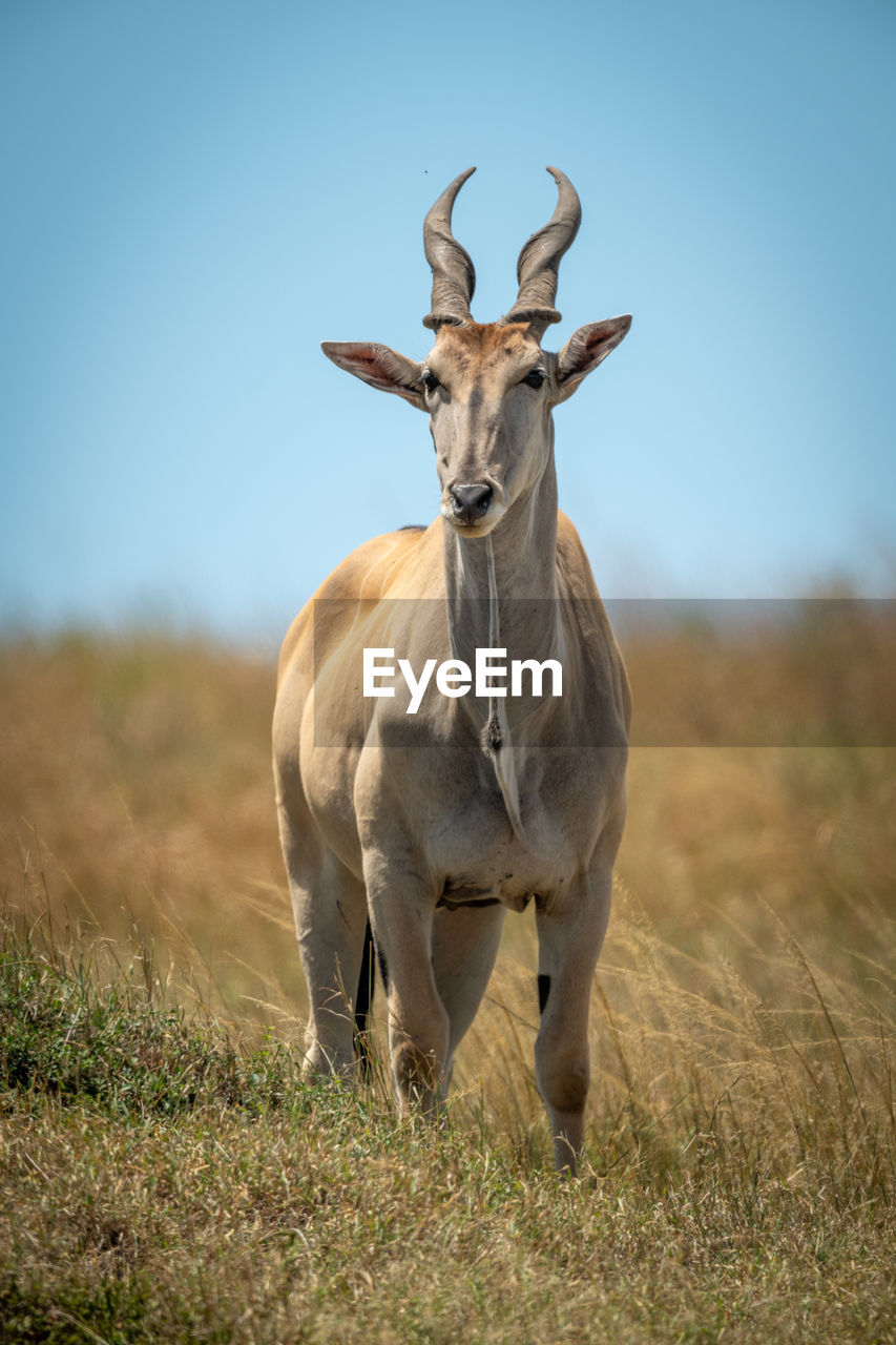 Common eland stands in grass facing camera