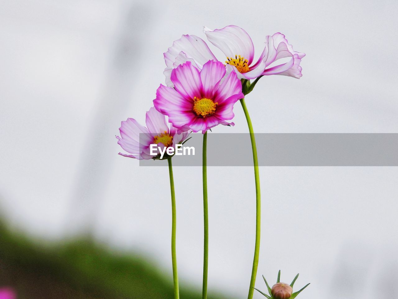 Close-up of pink cosmos flowers growing outdoors