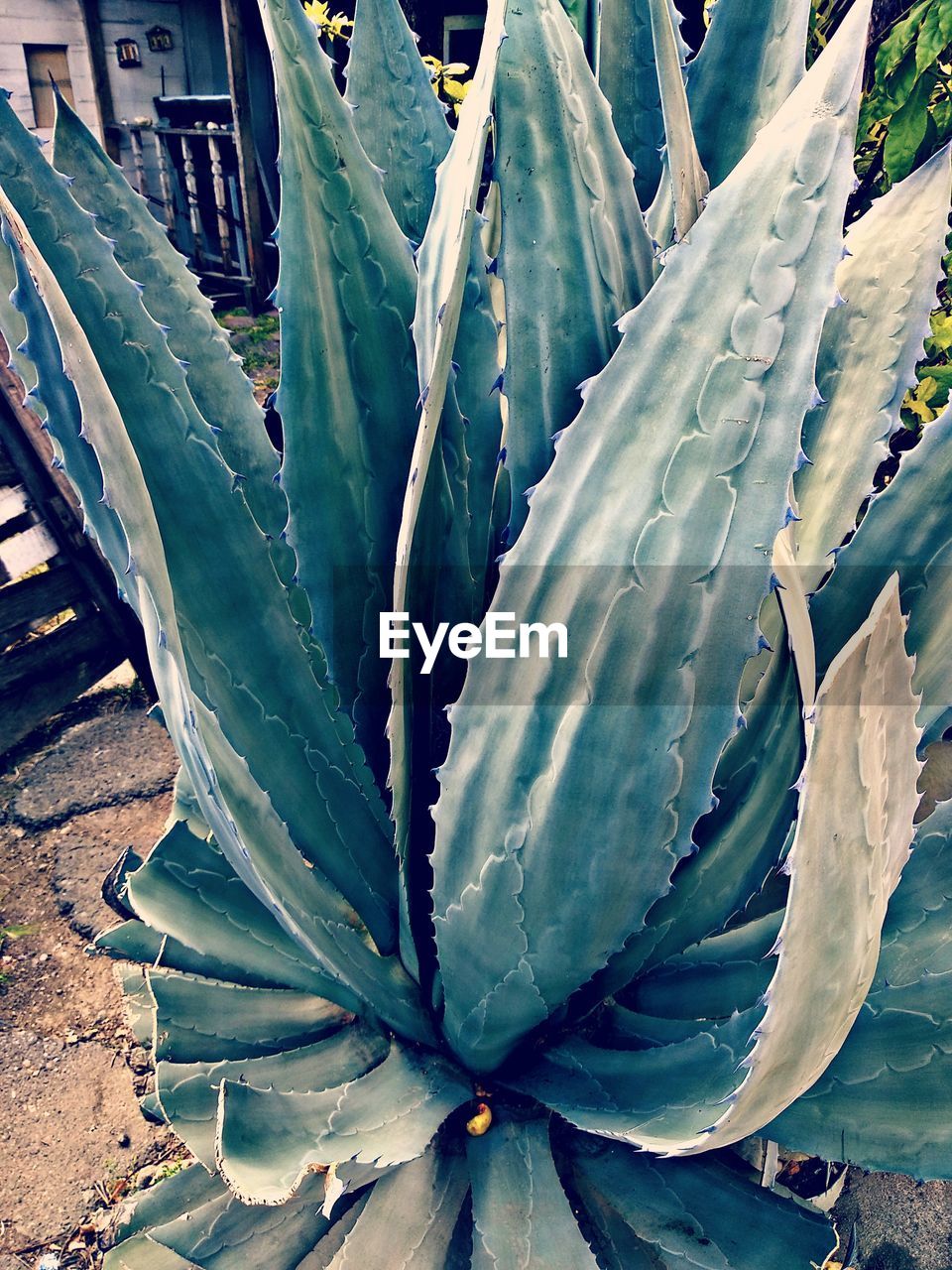 CLOSE-UP OF SUCCULENT PLANT IN WATER