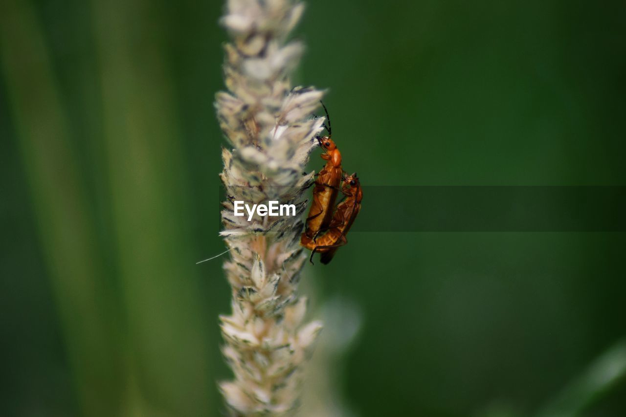 Close-up of insect on plant