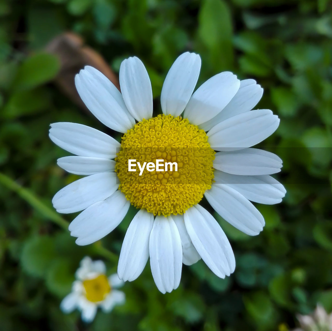 MACRO SHOT OF YELLOW FLOWER