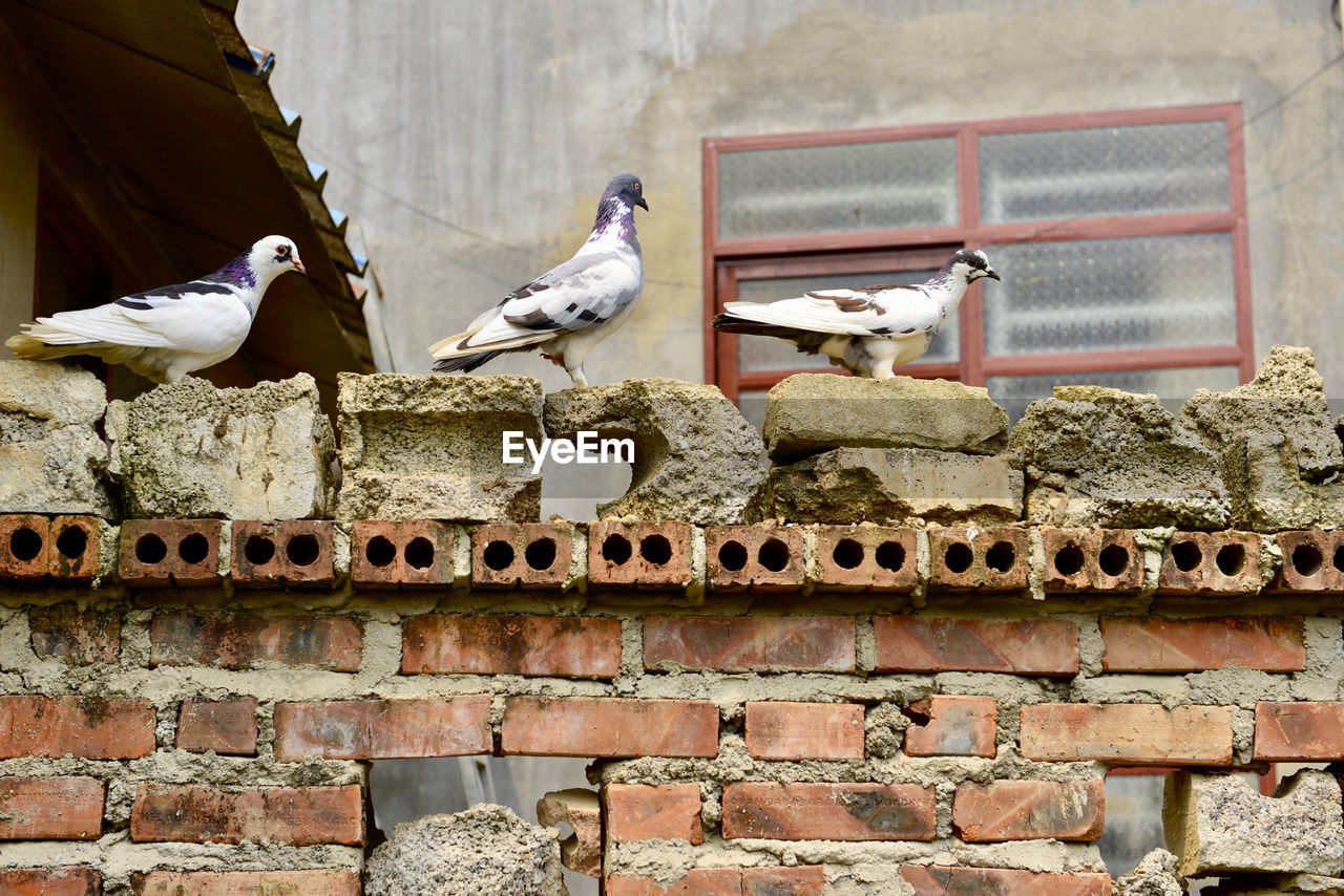 Low angle view of pigeons perching on wall