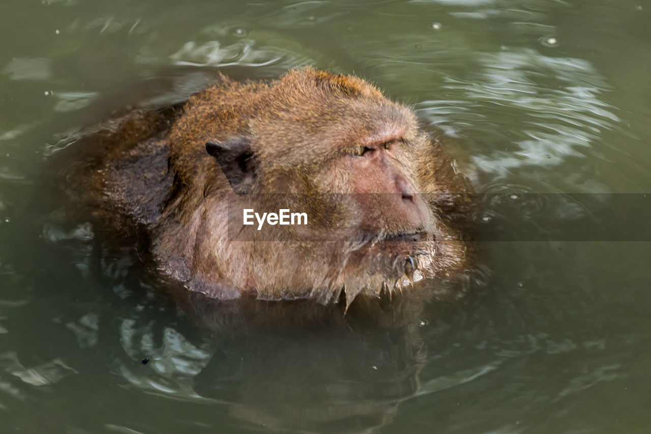 High angle view of long-tailed macaque swimming in lake