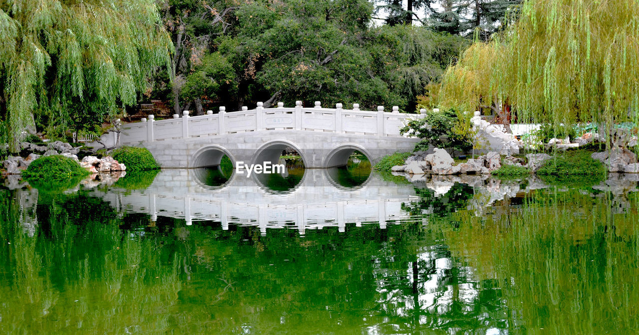 Reflection of trees in pond