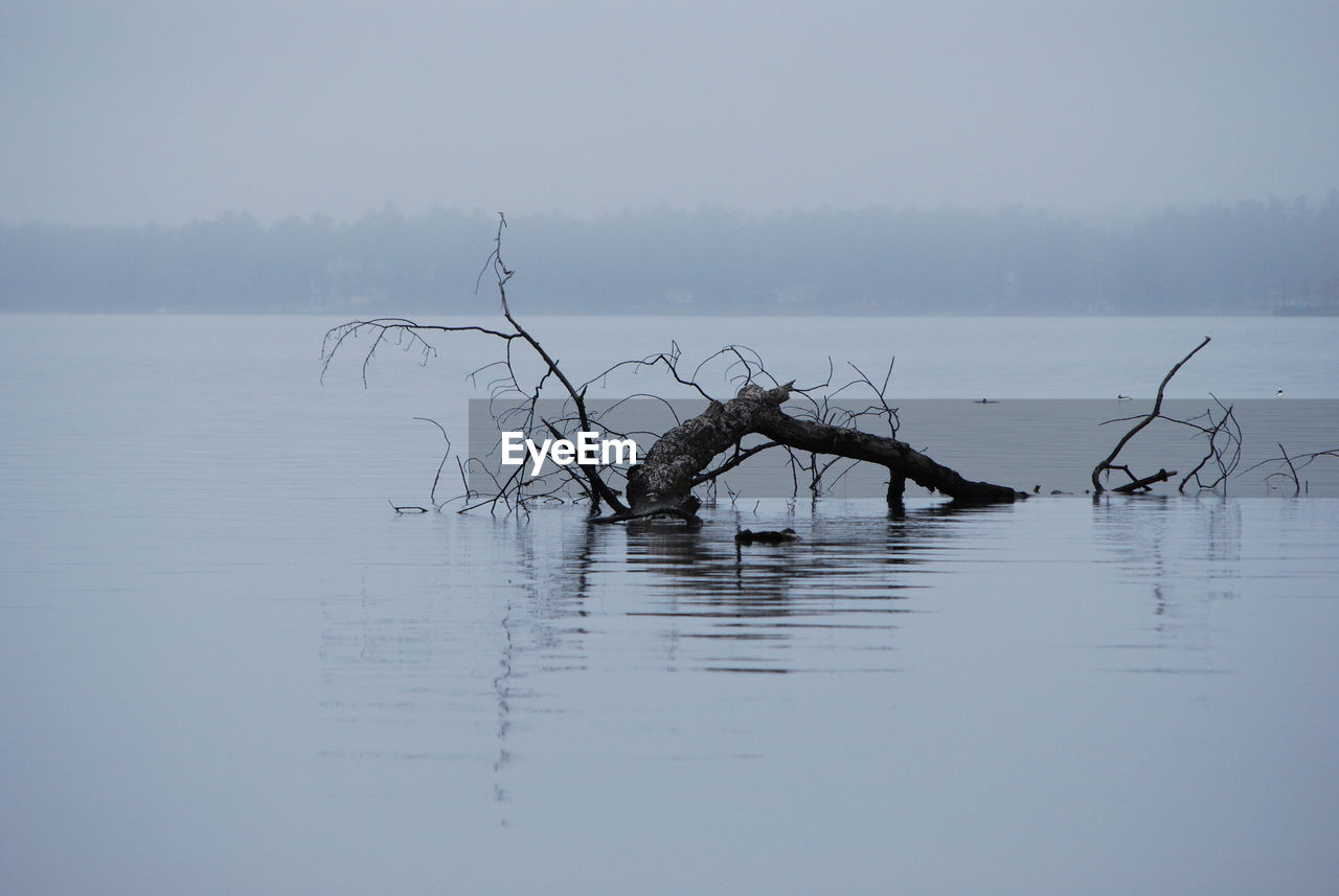 Bare tree in lake at foggy weather