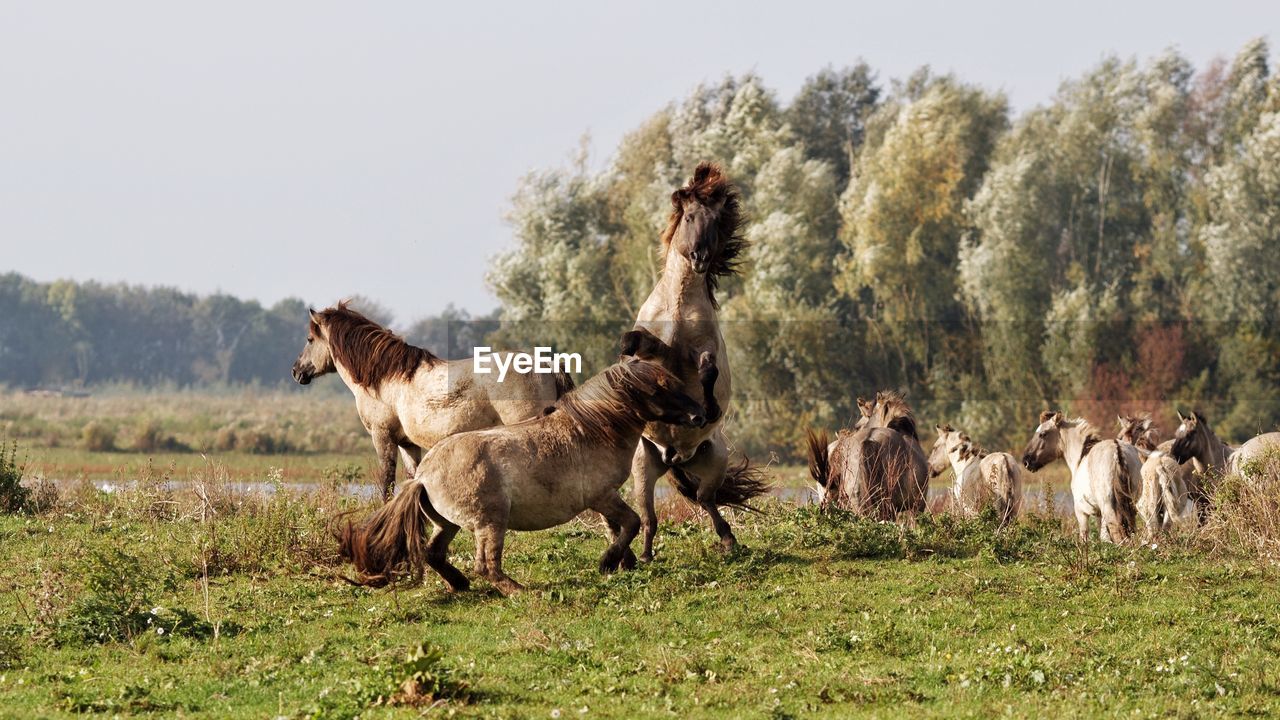 Wild horses on grassy field against sky